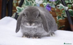 Mini Lop rabbits for sale: Beautiful pure mini lop boy - Image 1