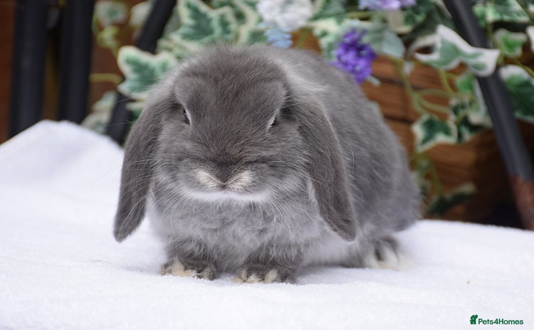 Mini Lop rabbits - Advert 1