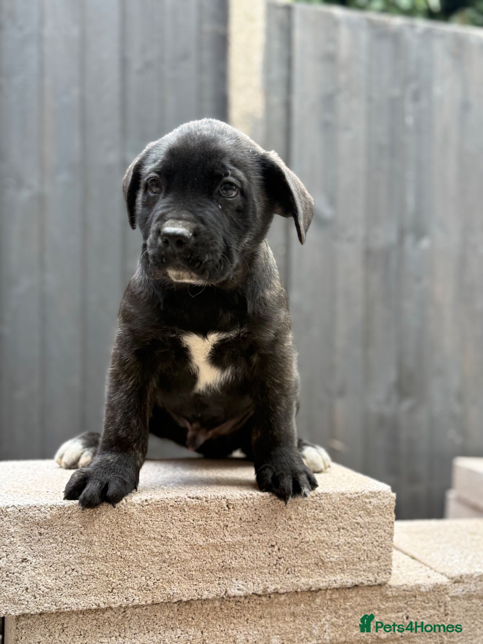 Presa Canario dogs Pure Elite!! 🏆Champion Blood presa Canario pups!! - Advert 2