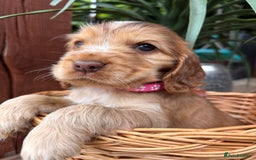 Cocker Spaniel dogs for sale: Beautiful Show Type KC registered Cocker Spaniels  - Image 14