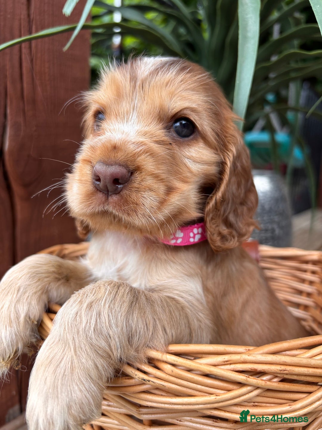 Cocker Spaniel dogs for sale: Beautiful Show Type KC registered Cocker Spaniels  - Image 14