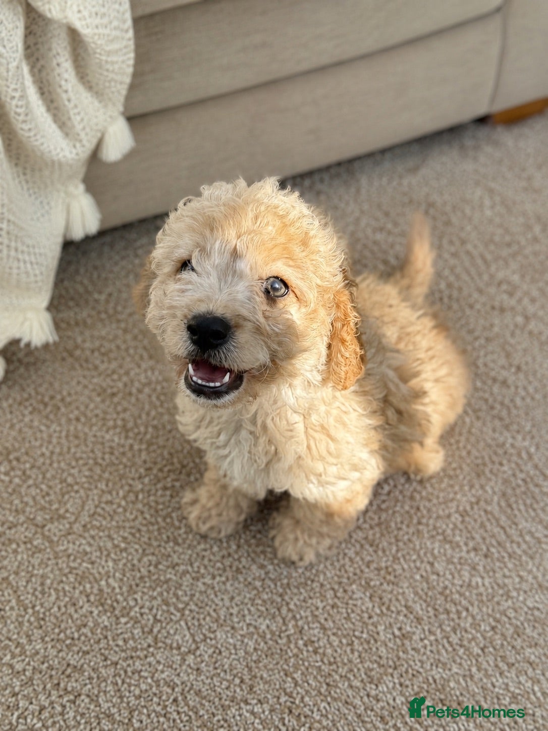 Cavapoo dogs Adorable Cavapoo puppies PRA CLEAR! READY TO GO!  - Advert 10