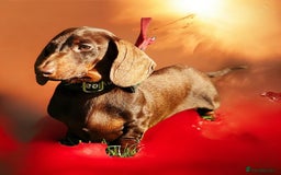 Miniature Dachshund dogs for stud: Champion line show Quality Kc 👌🏻 Small boy 🐶 in Accrington - Image 2