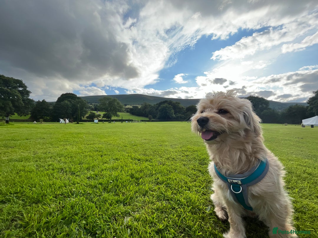 Cavapoochon dogs for stud: 🐾 Stud Available – Meet Eggy the Cavapoochon! 🐾 - Advert 9