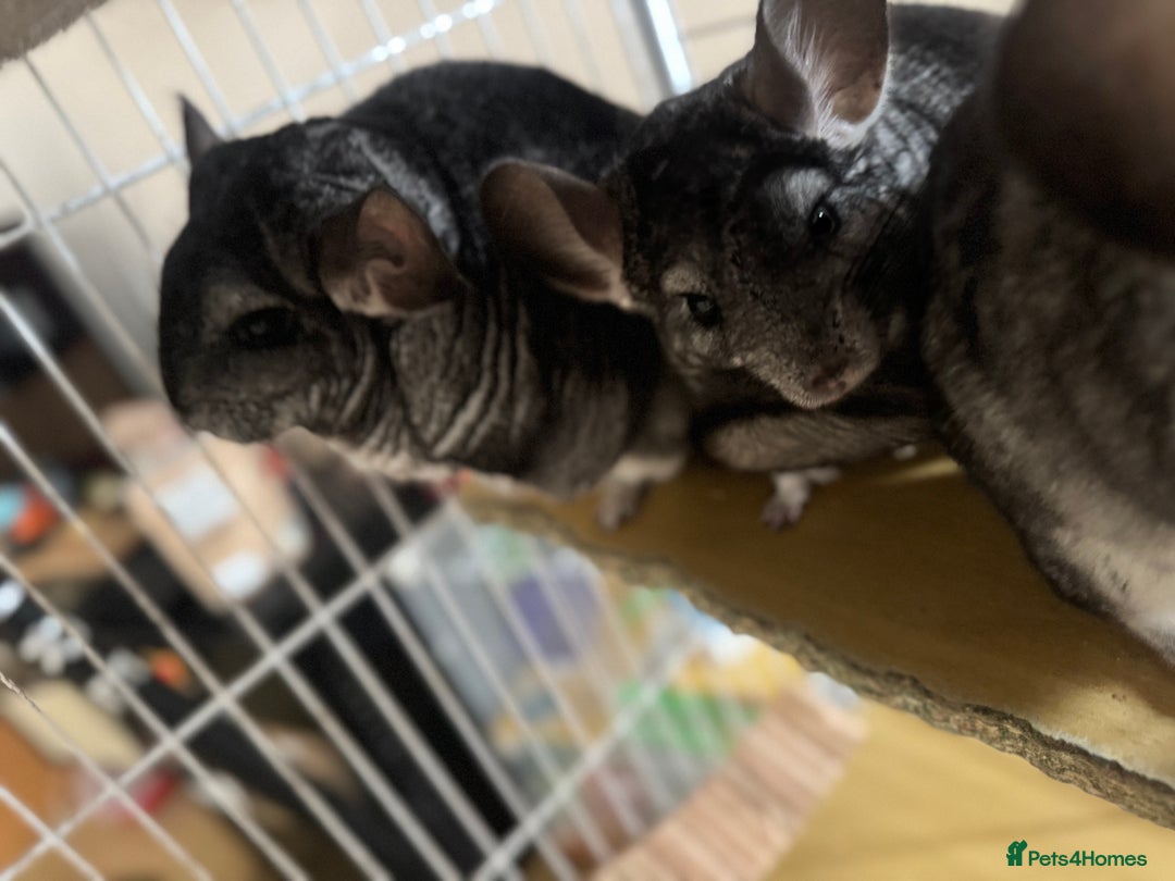 Chinchilla rodents for sale: 4 Female Chinchilla for sale  - Image 4