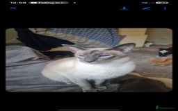 Siamese cats for sale: 3 x 2 y/o siamese males - Image 3