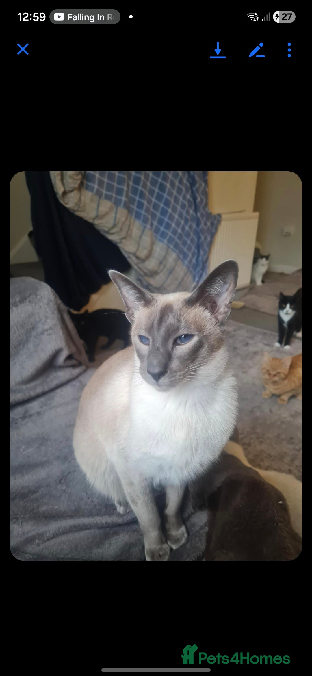 Siamese cats for sale: 3 x 2 y/o siamese males - Image 3