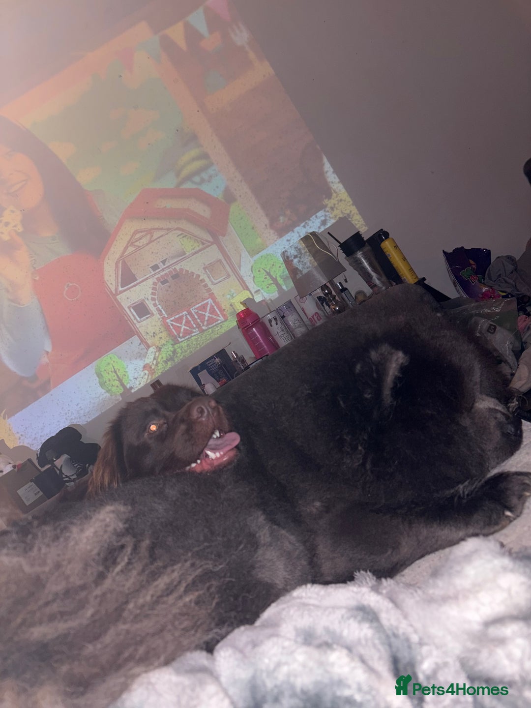 Cockerdor dogs for sale: Labrador x cocker spaniel x poodle male dog - Advert 6