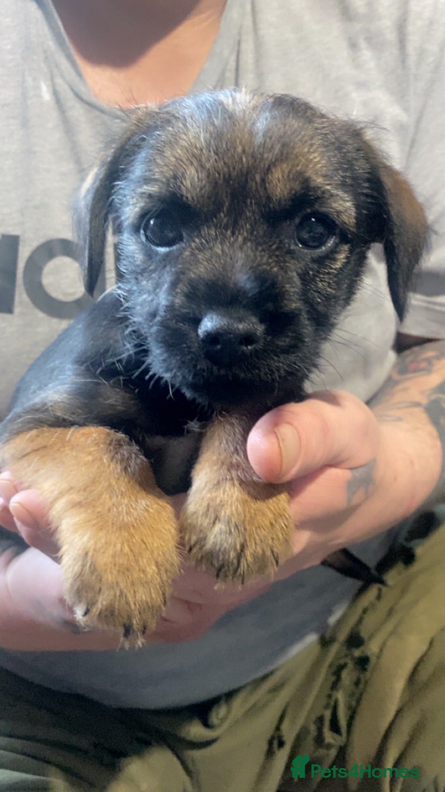 Border Terrier dogs Border terrier puppies - Advert 18