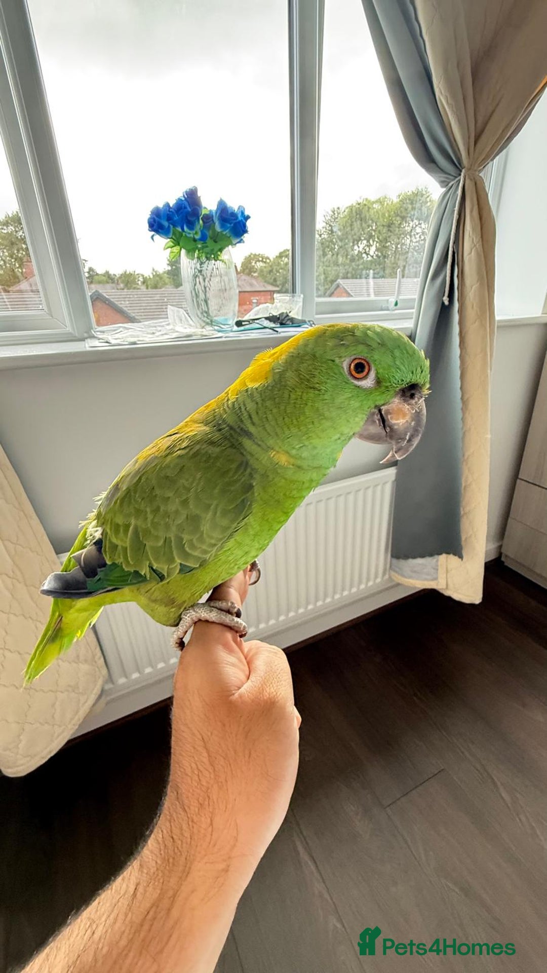 Parrots birds for sale: Yellow Naped Amazon  - Image 3