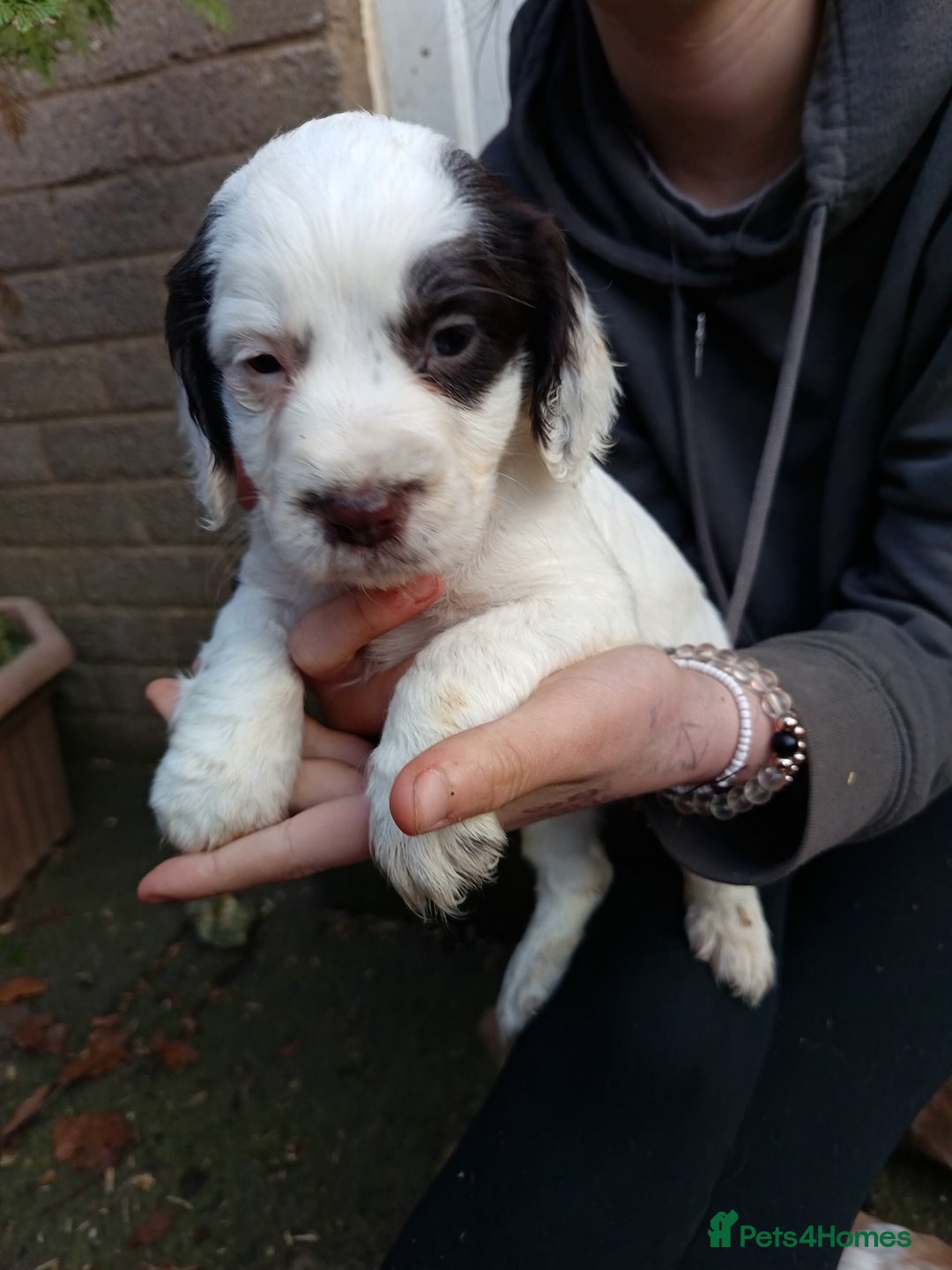 Cocker Spaniel dogs for stud: KC REGISTERED WORKING COCKER SPANIEL FOR STUD in Rhayader - Image 25