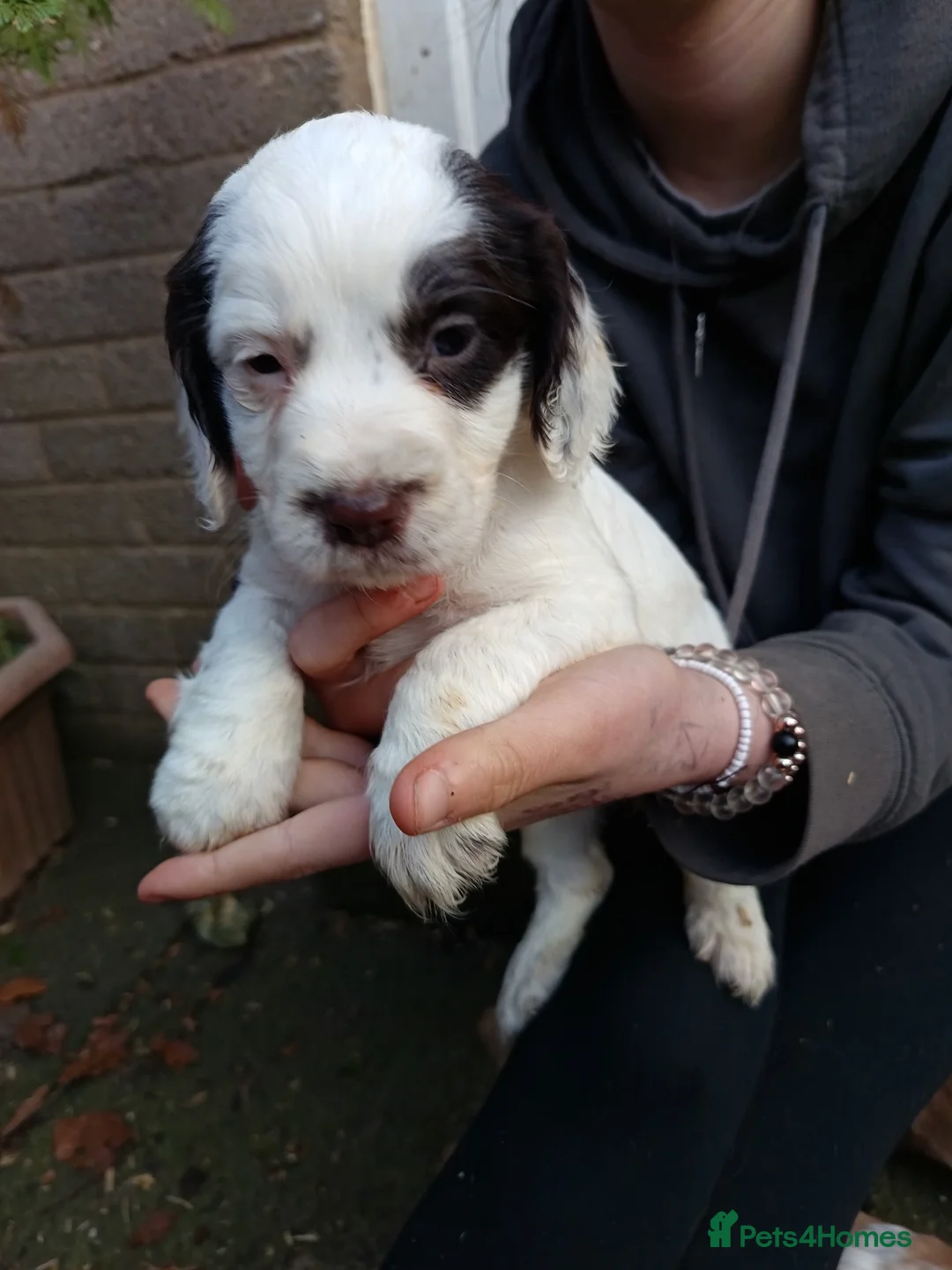 Cocker Spaniel dogs for stud: KC REGISTERED WORKING COCKER SPANIEL FOR STUD in Rhayader - Advert 25