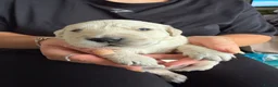 Golden Retriever dogs for sale: Beautiful golden retriever puppies  - Advert 6