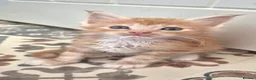 Maine Coon cats for sale: TICA Registered Maine Coons! - Advert 14