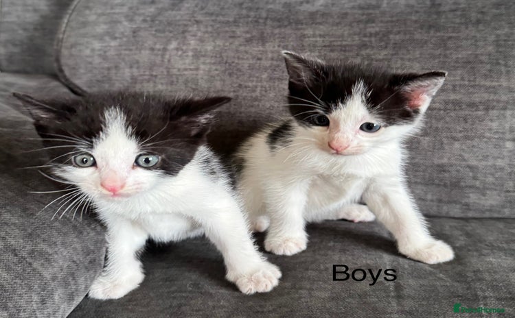 Domestic Shorthair cats - Advert 16