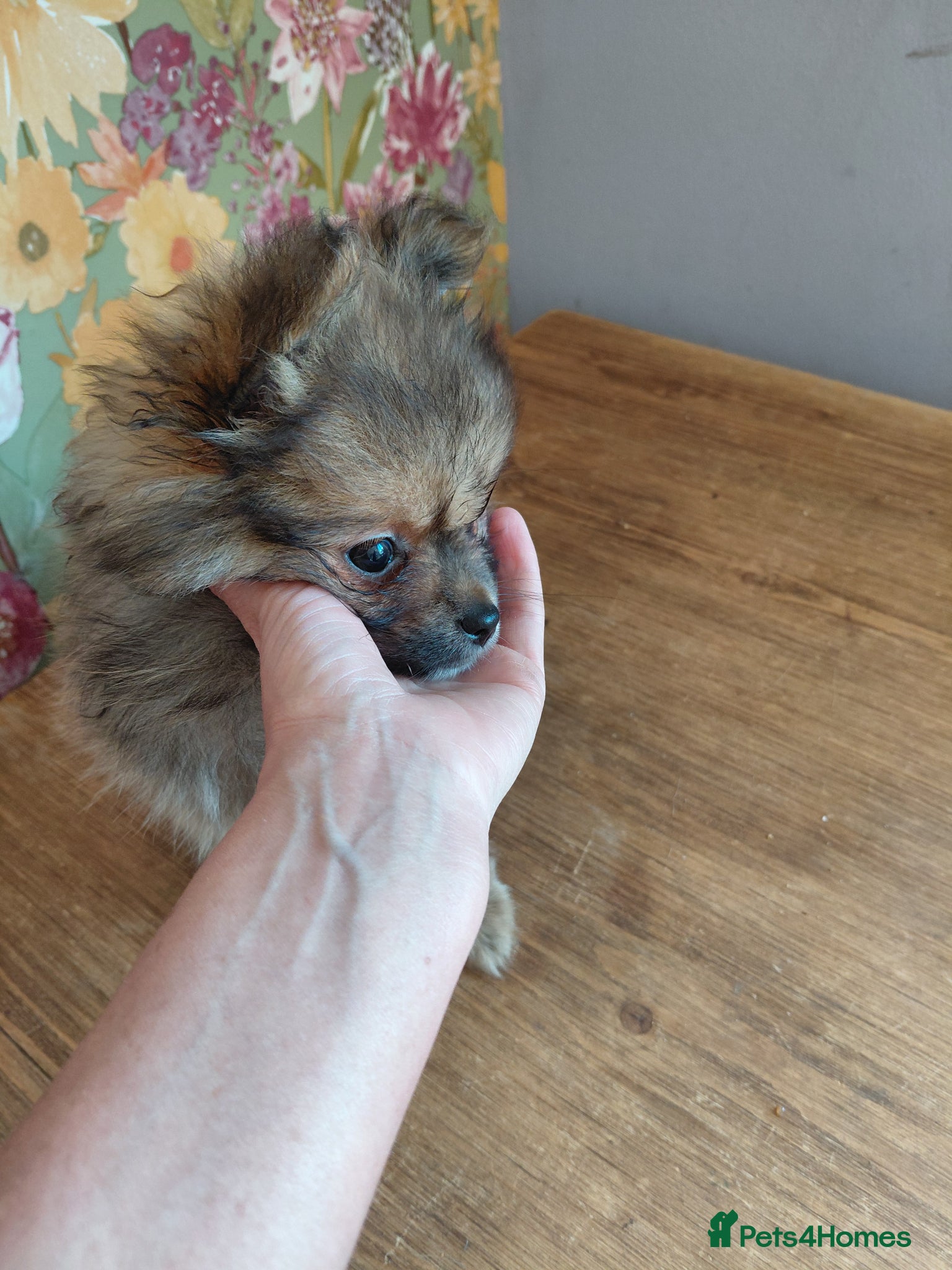 Pomeranian dogs Beautiful Pomeranian pups  - Advert 11