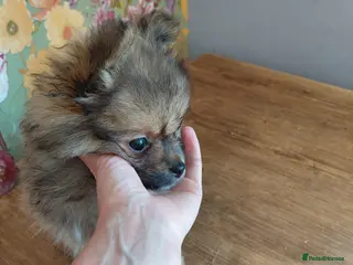 Pomeranian dogs Beautiful Pomeranian pups - Advert 11