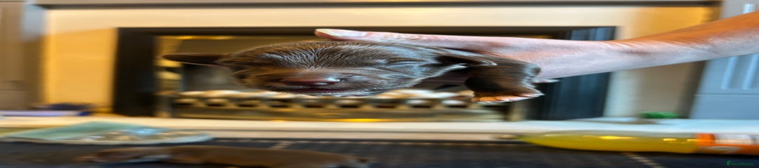 Male 3