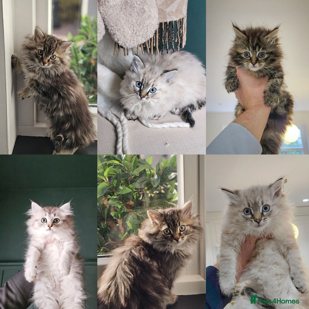 Siberian cats for sale: White and tabby Available!! Pure Siberian Kittens! - Advert 2