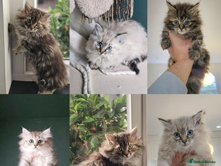 Siberian cats Still Available!! Beautiful Pure Siberian Kittens! - Advert 13