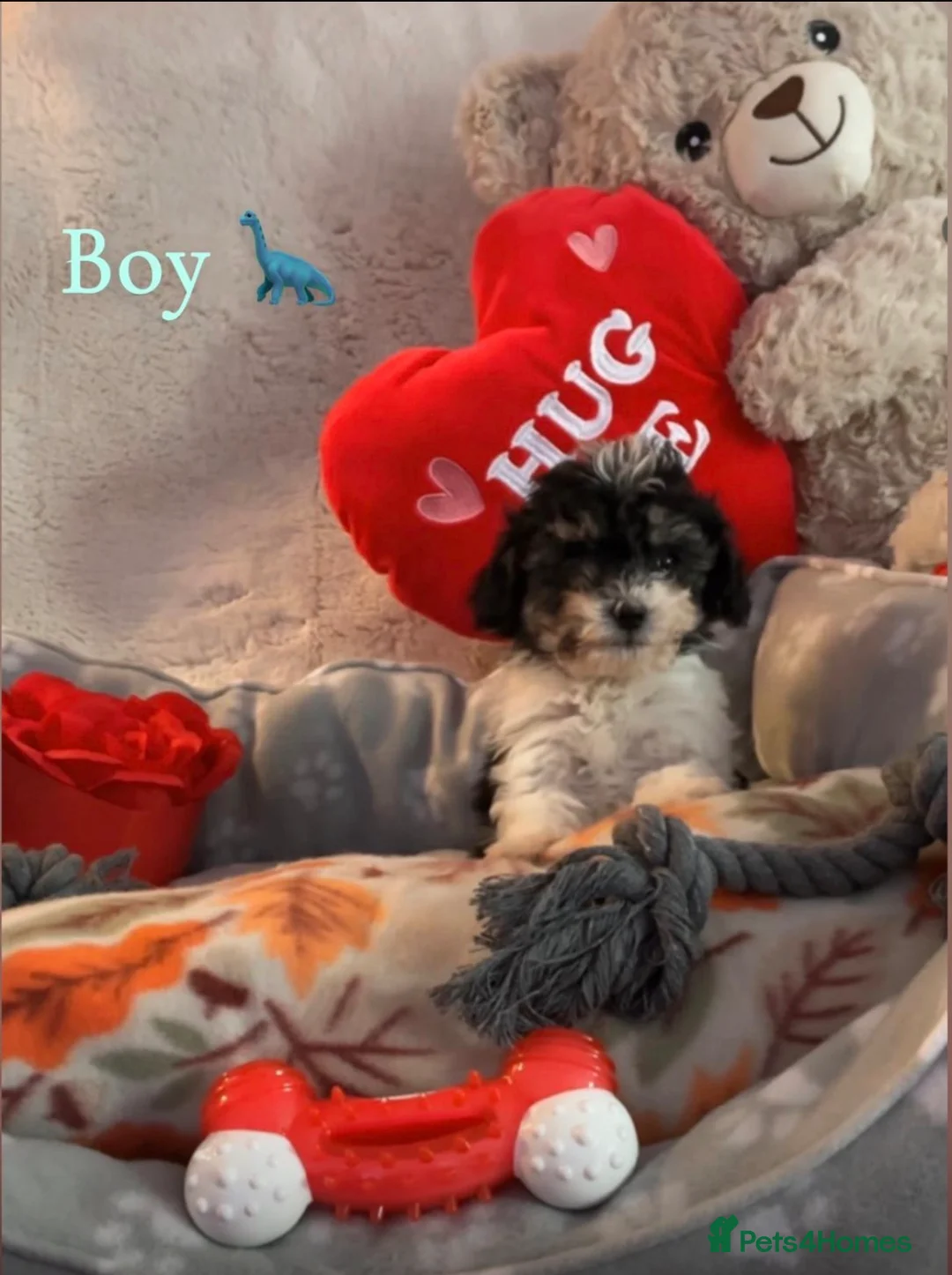 Toy Poodle dogs for sale: 3 tiny toy poodles looking for there forever home - Advert 3