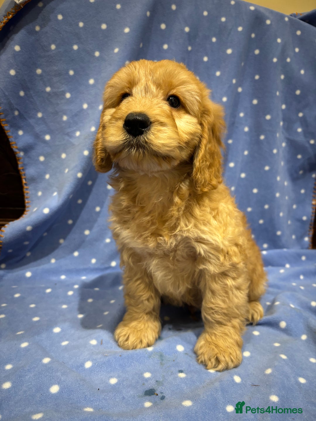 Cockapoo dogs for sale: FULLY HEALTH TESTED COCKERPOOS  - Advert 2