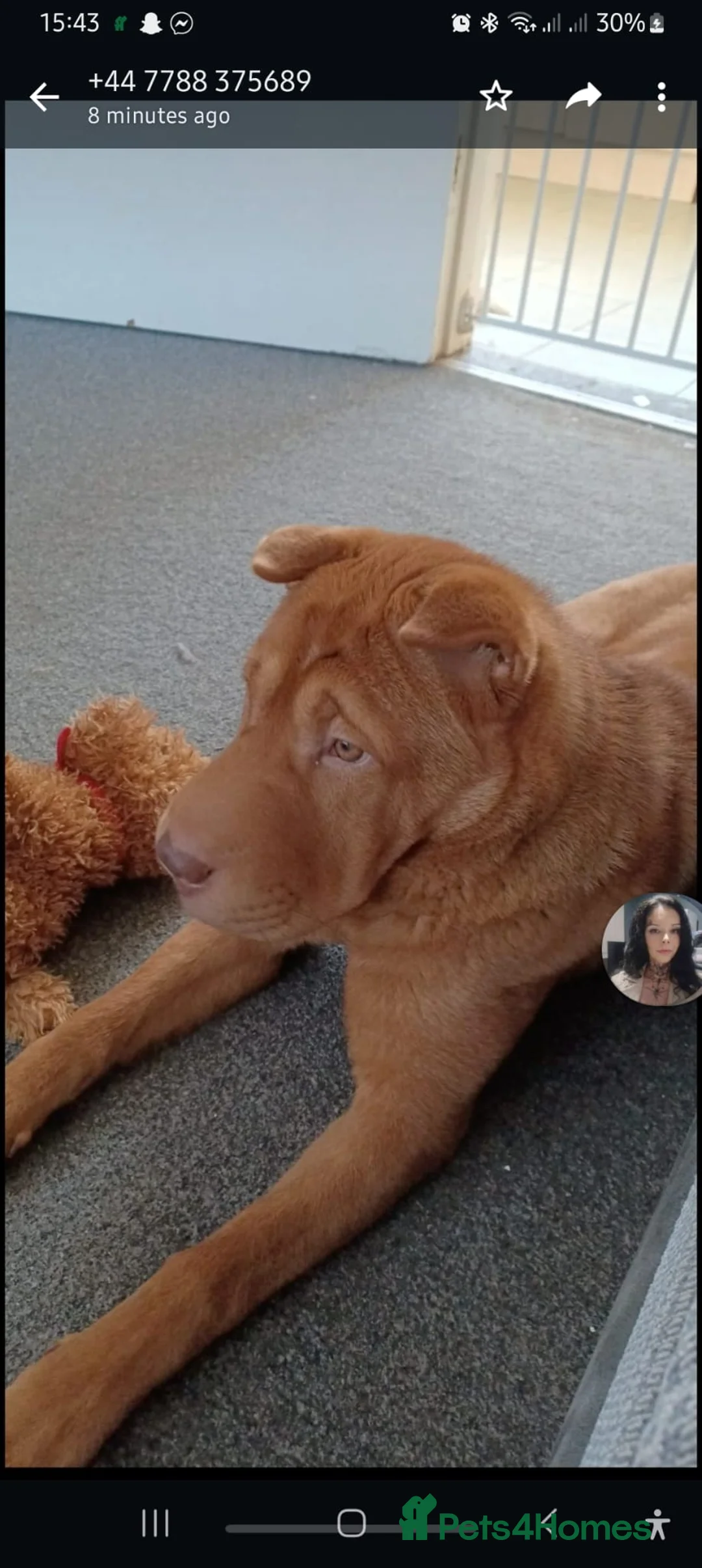 Mixed Breed dogs for sale: Shar-pei mix 2 years old  - Advert 4