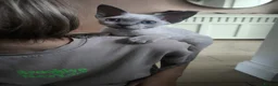 Devon Rex cats for sale: Re-homed Devon Rex point💙blue eyes💙  - Advert 5