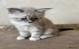 Siberian cats for sale: GCCF Registered Siberian Kitten For Sale  - Image 12