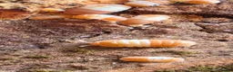 Isopods invertebrates for sale: Red panda and dairy cows isopods  - Advert 2