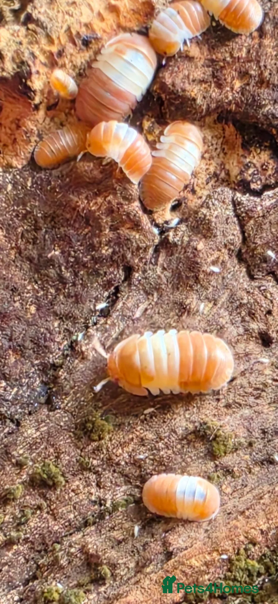 Isopods invertebrates for sale: Red panda and dairy cows isopods  - Advert 2