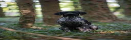 German Shorthaired Pointer dogs for stud: KC registered GSP For Stud - Advert 2