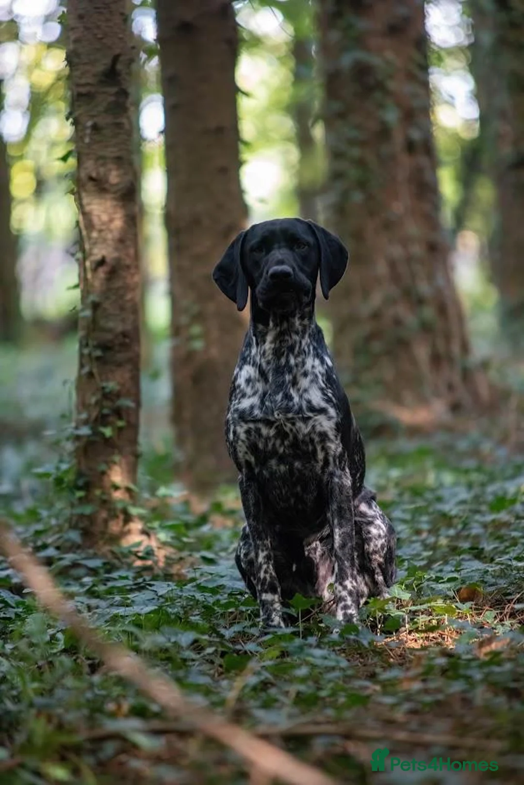 German Shorthaired Pointer dogs for stud: KC registered GSP For Stud - Advert 2