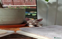 Devon Rex cats for sale: Devon Rex kittens  - Image 3