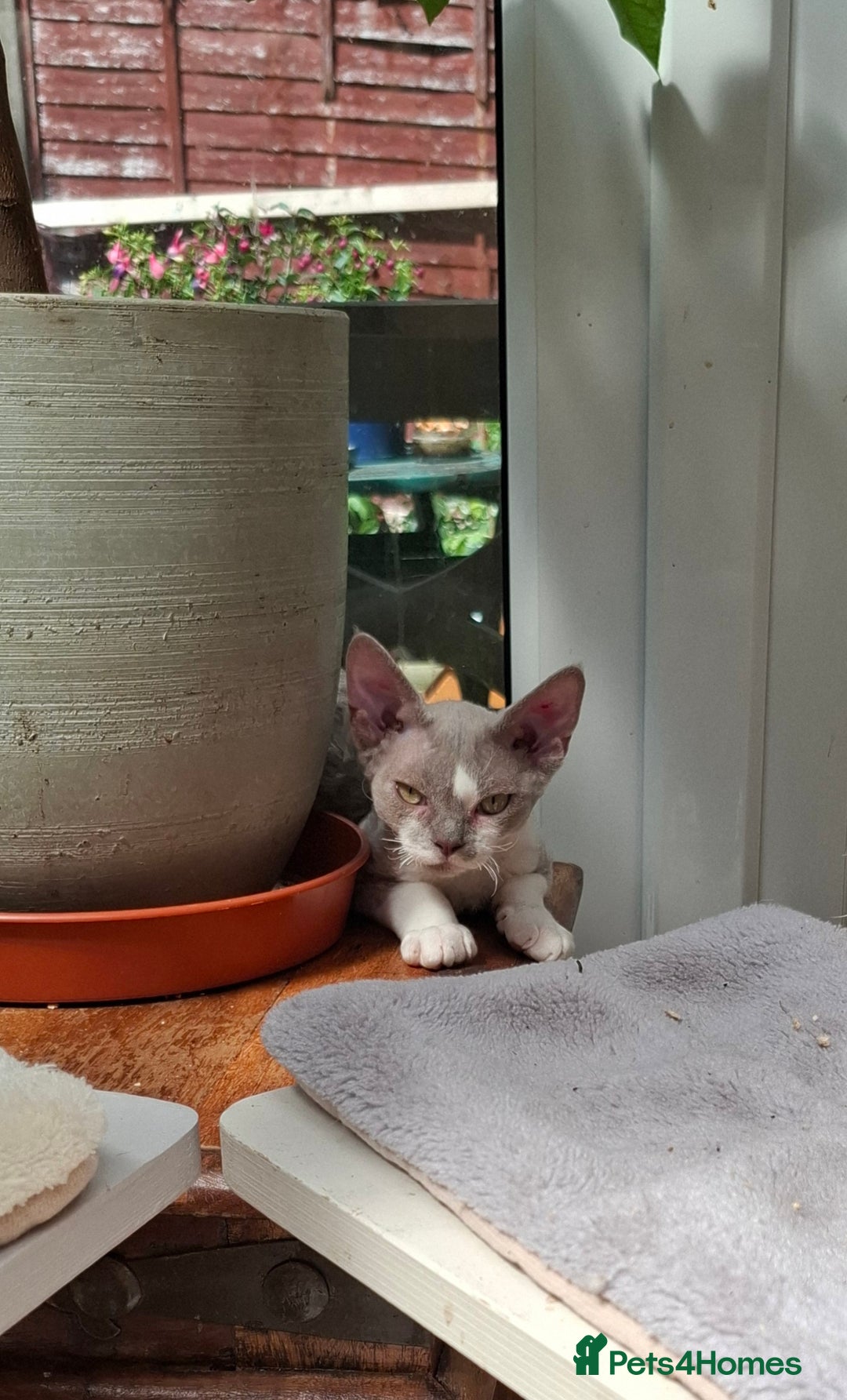 Devon Rex cats for sale: Devon Rex kittens  - Image 3