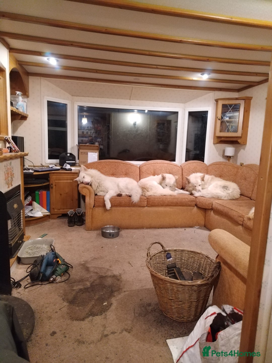 German Shepherd dogs for stud: Wolfgang - dog for stud in Ballindalloch - Image 2