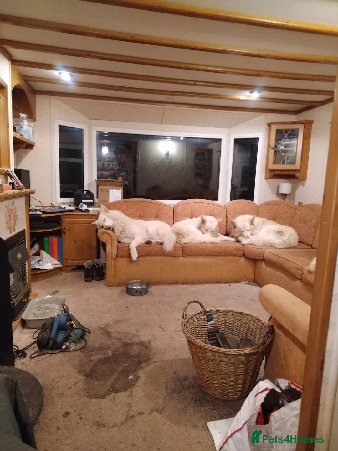 German Shepherd dogs for stud: Wolfgang - dog for stud in Ballindalloch - Advert 2