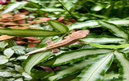 Lizard reptiles for sale: Mixture of Crested Geckos - Image 4