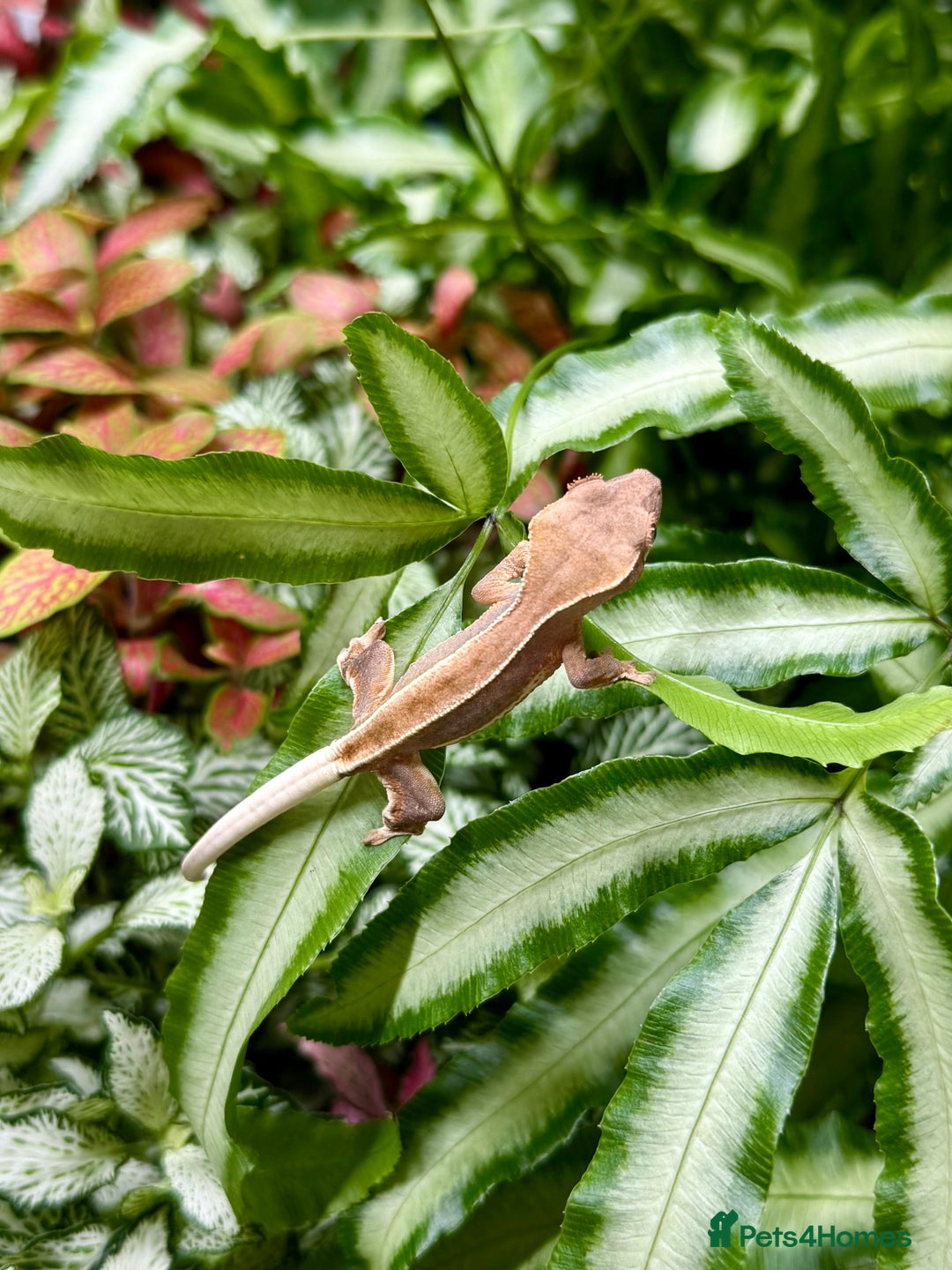 Lizard reptiles for sale: Mixture of Crested Geckos - Image 4