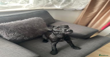 Patterdale Terrier dogs - Advert 4
