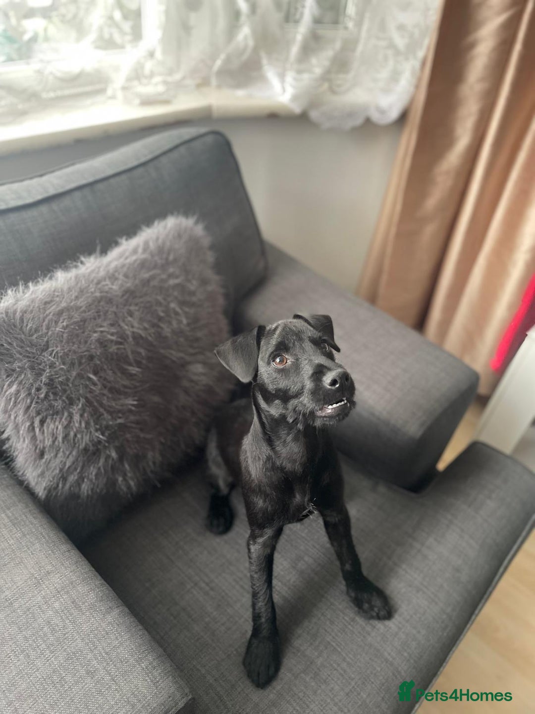 Patterdale Terrier dogs for stud: 🐾 Loving Patterdale Terrier Seeking New Home 🏡 - Image 3