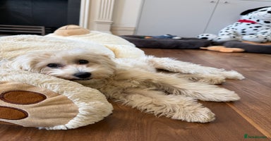 Maltipoo dogs - Advert 1