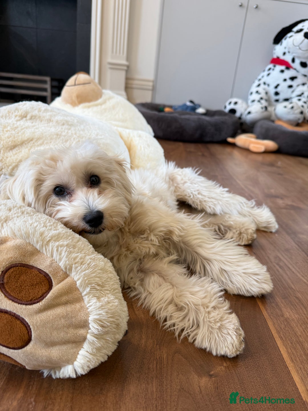 Maltipoo dogs for sale: Maltipooo little one very cute and cuddly  - Image 3