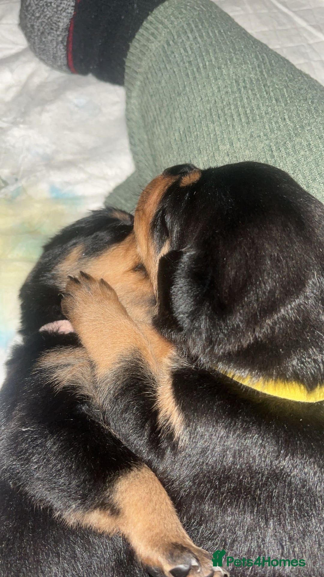 Rottweiler dogs for sale: Stunning Rottweiler puppies ✨ - Image 12