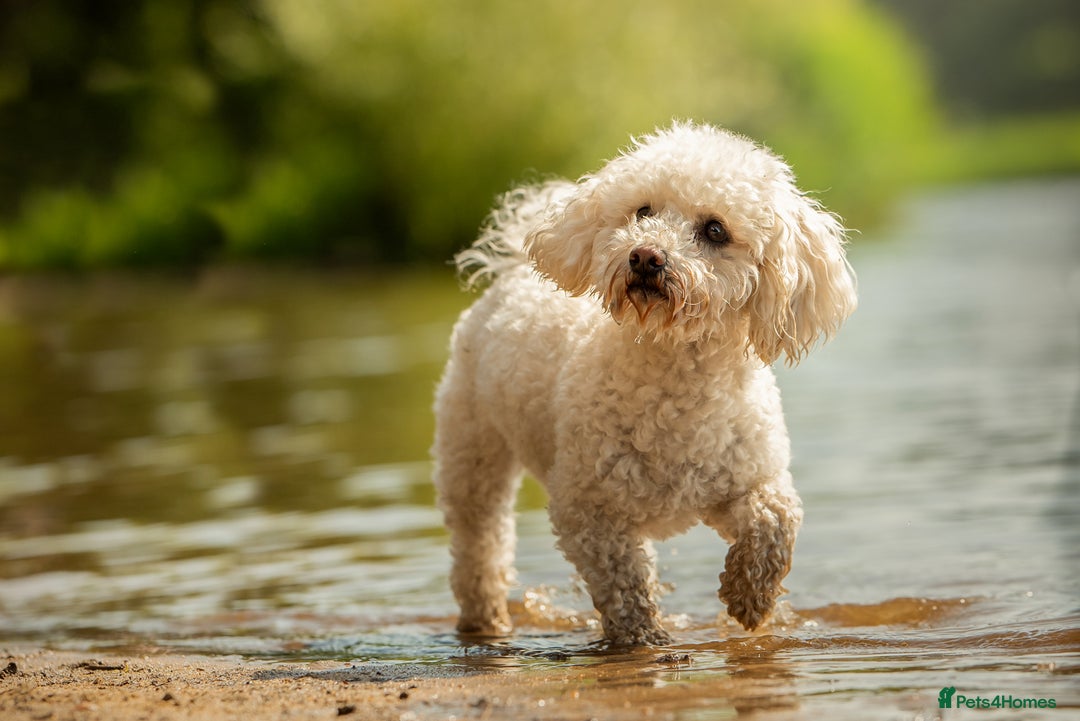 Mixed Breed dogs for sale: Rosie - Poochon sisters for sale - Advert 4