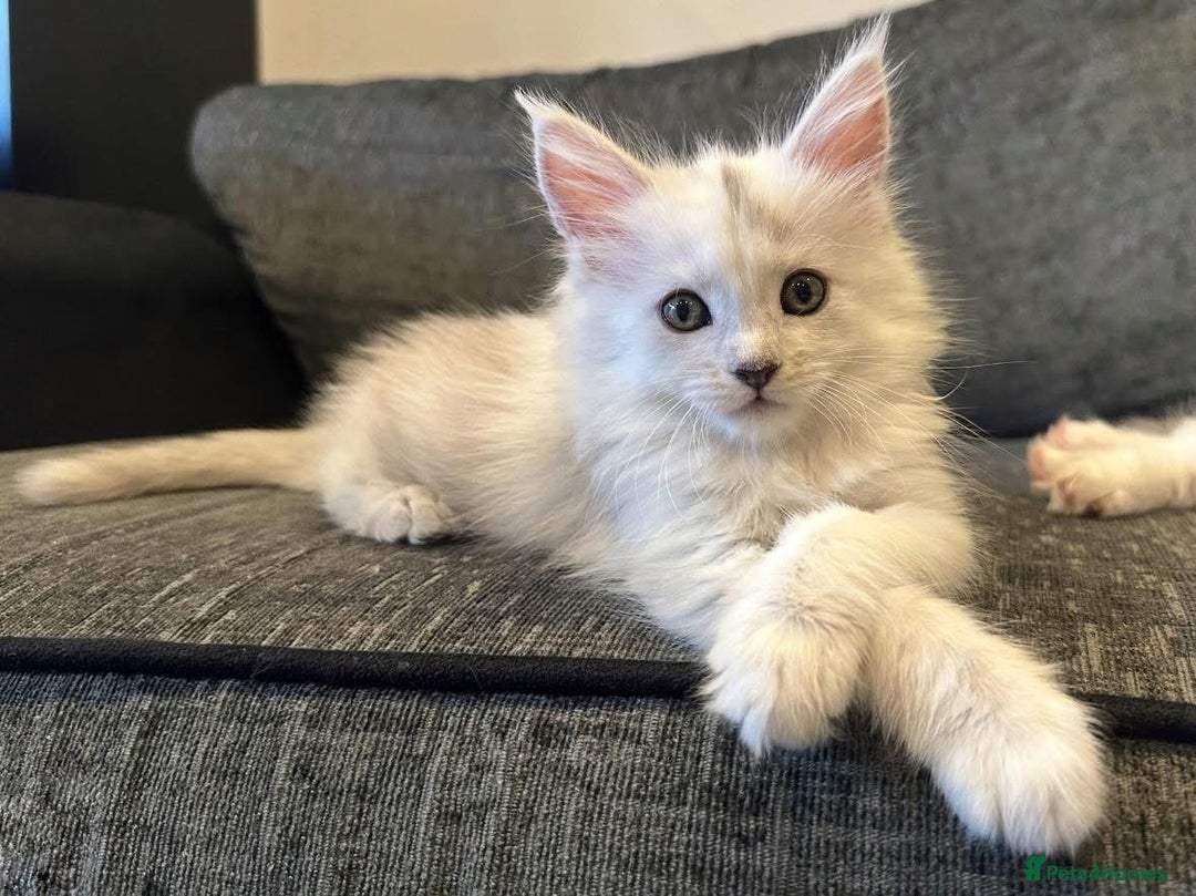 Maine Coon cats for sale: Gorgeous Blue Shaded Maine Coons  - Image 2