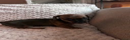 Miniature Dachshund dogs for sale: 3 gorgeous miniature dachshund girls  - Advert 22