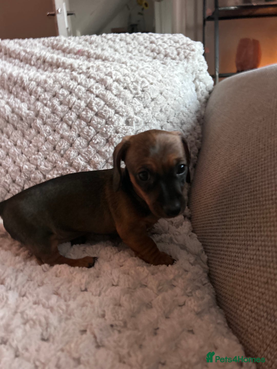 Miniature Dachshund dogs for sale: 3 gorgeous miniature dachshund girls  - Advert 22