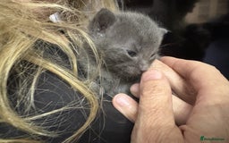 Bengal cats for sale: Bengal Mixed Litter - 2 Ginger & 1 Blue/Grey - Image 14