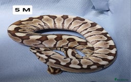 Python Snake reptiles for sale: Royal Python Morph Hatchlings  - Image 12